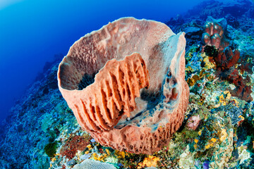 Giant barrel sponge growing on coral reef wall, deep blue ocean water beyond colorful encrusting sponges and corals in Bali, Indonesia © whitcomberd