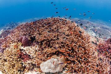 Tropical coral reef bommie surrounded by small reef fish darting between antler coral branches, natural light illuminating shallow clear ocean floor © whitcomberd