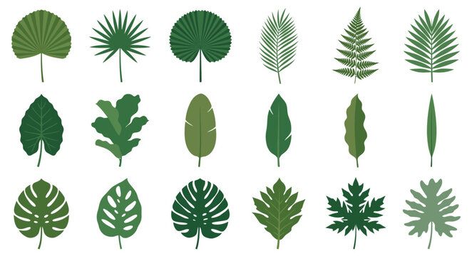 Set of diverse green tropical leaves and palm fronds in various styles.