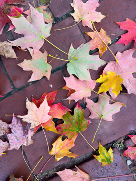 Leaves on a Brick Walkway