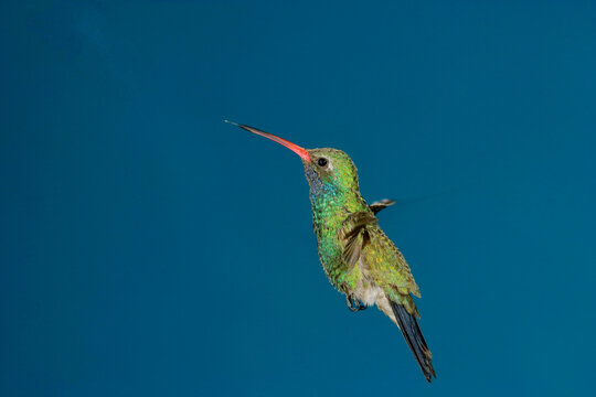 Broad-billed hummingbird in flight