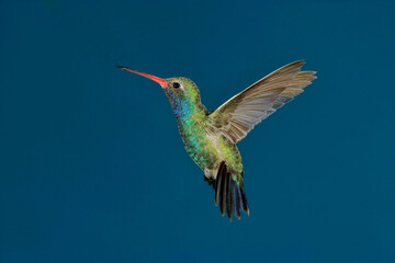 Broad-billed hummingbird in flight © willtu