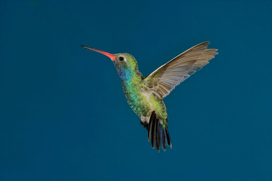 Broad-billed hummingbird in flight