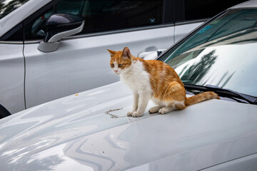 cat on car © GrtZ