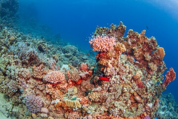 Beautiful scenic view of a colorful coral reef with tropical fish and pink corals underwater in blue ocean © underwaterstas