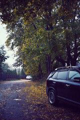 Urban autumn motif, street, yellow leaves, landscaping, decoration © Svjatoslav