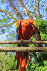 A scarlet macaw by day, preening its plumage amidst the ancient, pyramid-filled Mayan jungles. © Francisco