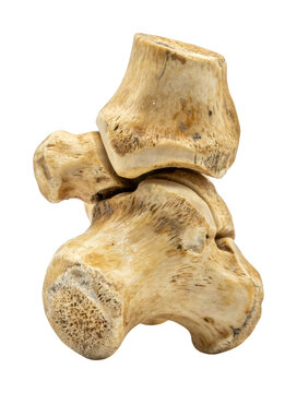 ancient knucklebones png weathered knucklebones png antique knucklebones png isolated transparent background image