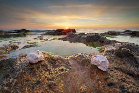 Landscape of two rpaana seashells on rocky sea coast with water puddles during warm evening sunset light.