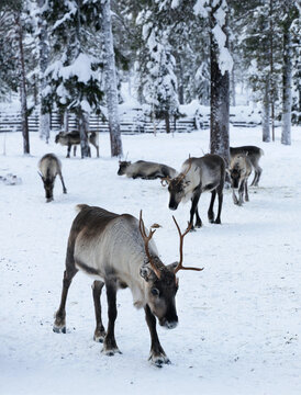 Herd of reindeer in snowy winter forest of Lapland