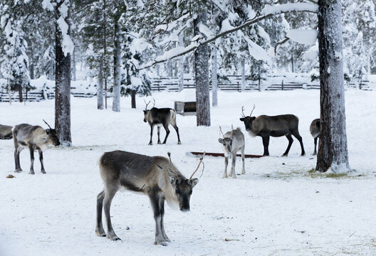 Group of domestic arctic reindeer in snow-covered pine woods