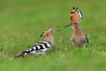 Two Eurasian hoopoe (Upupa epops) searching for food. Soft green background.  © Albert