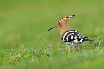Eurasian hoopoe (Upupa epops) searching for food. Soft green background. © Albert