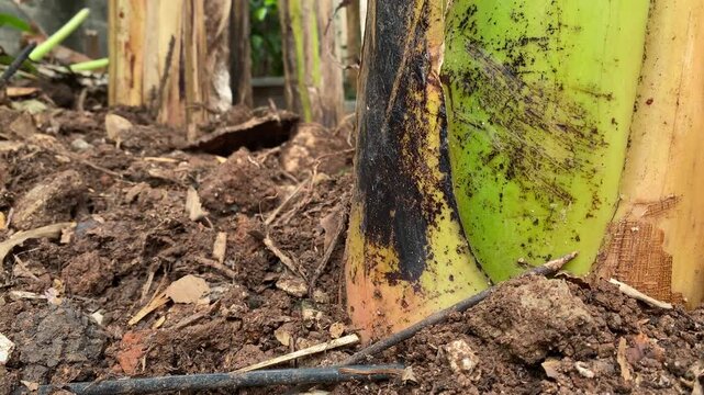 Ground level view of banana tree trunk base planted in rich fertile soil. Close-up video of the base and root structure of a banana tree planted in dark outdoor soil within a garden
