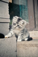 A cute little cat extending its tiny paw © DoneDave