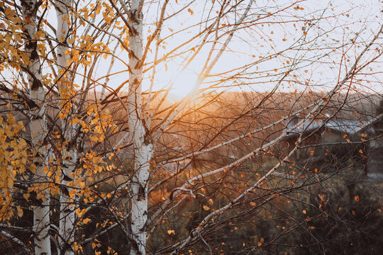 Autumn birch trees branches in warm golden hour sunset light background
