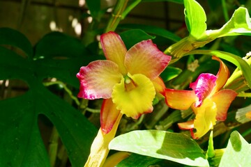 pink orchid flower © Helmut.H