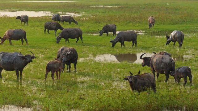 Water Buffalo Herd Grazes and Rests With Calves in a Green Marsh, Surrounded by Shallow Pools and Open Grassy Plains, Showing Rural Livestock in Natural Pasture