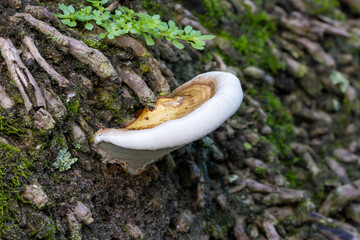 Ganoderma fungus on tree © Shane