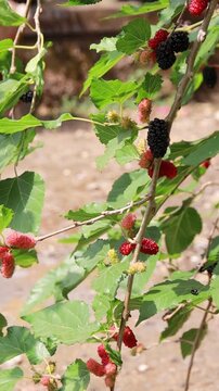 red berries on a bush