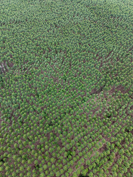 Aerial view of a eucaliptus plantation farm