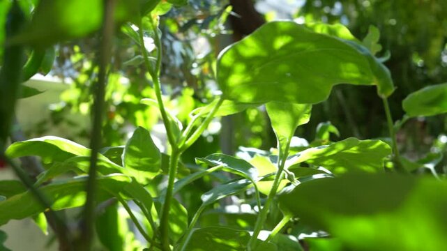 vegetable gardening at the backyard
