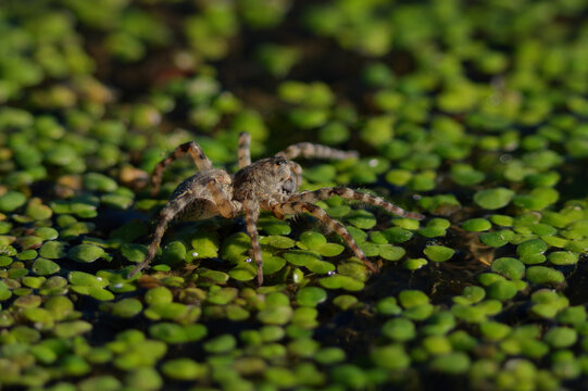 Fishing spider walking on aquatic vegetation and wet mud in natural habitat
