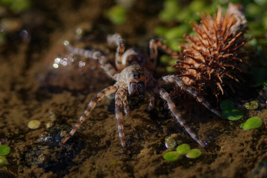 Fishing spider walking on aquatic vegetation and wet mud in natural habitat
