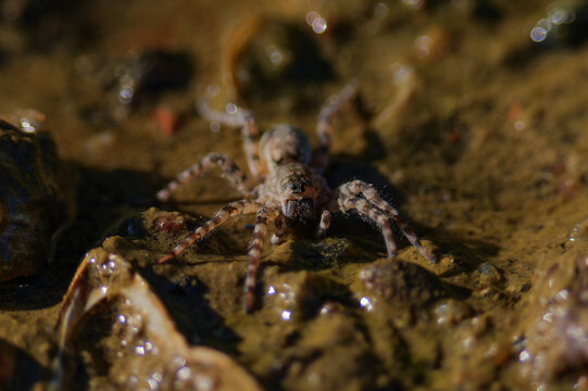 Fishing spider walking on aquatic vegetation and wet mud in natural habitat