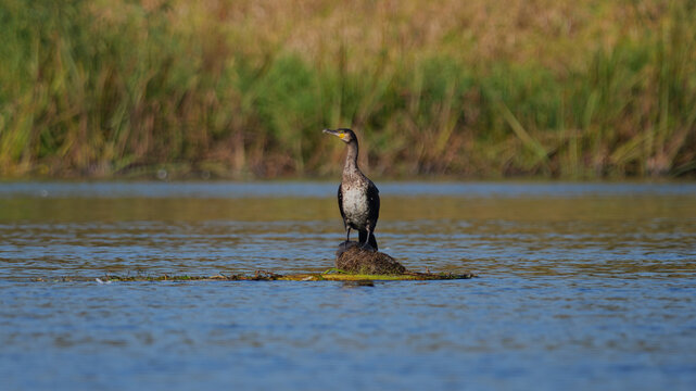 cormorant in the water