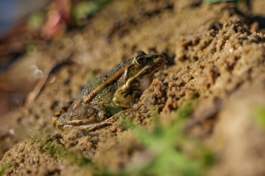 frog on the ground