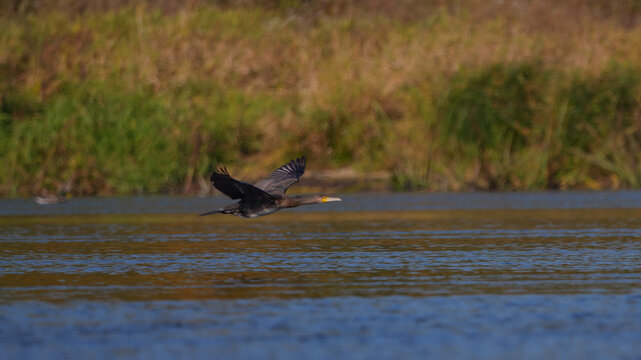 cormorant in flight