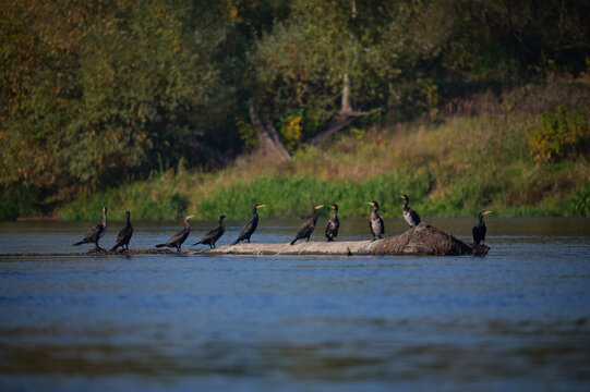 Flock of great cormorants resting on a fallen tree log in river water. Narew river in Poland
