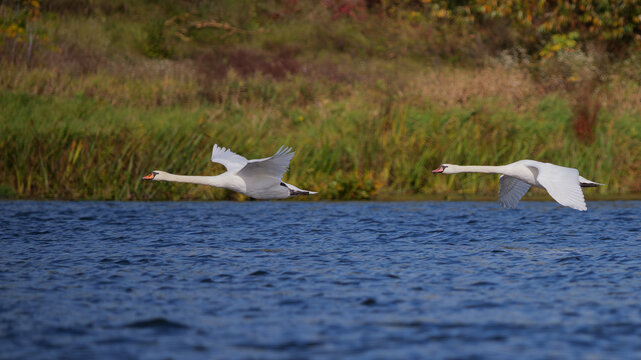 Two swans in flight over the Narew River in Poland