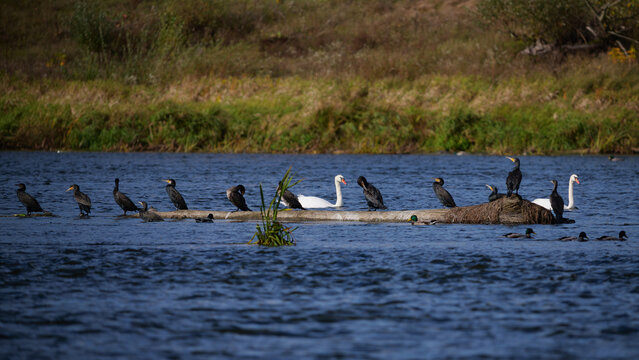 Flock of great cormorants resting on a fallen tree log in river water. Narew river in Poland
