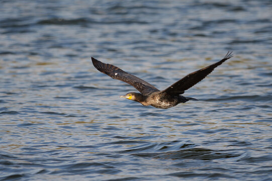 cormorant in flight