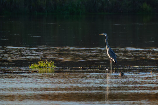 great blue heron in water