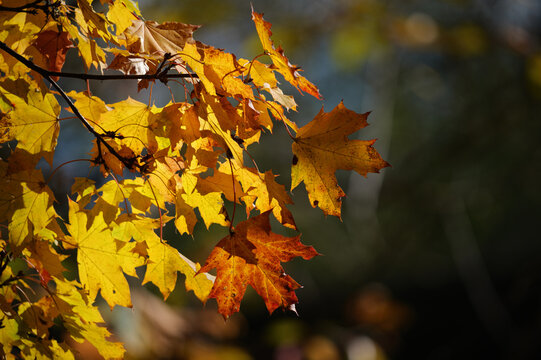 autumn leaves on the tree