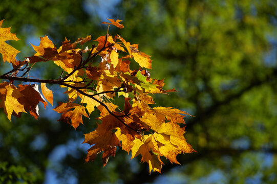autumn leaves on a tree