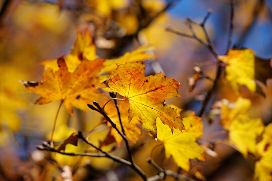 autumn leaves on a tree