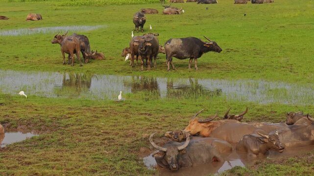 Water Buffalo Wallowing in Mud and Resting on Green Marsh Pasture, with Grazing Herd Members and White Egrets around Shallow Pools in a Rural Landscape