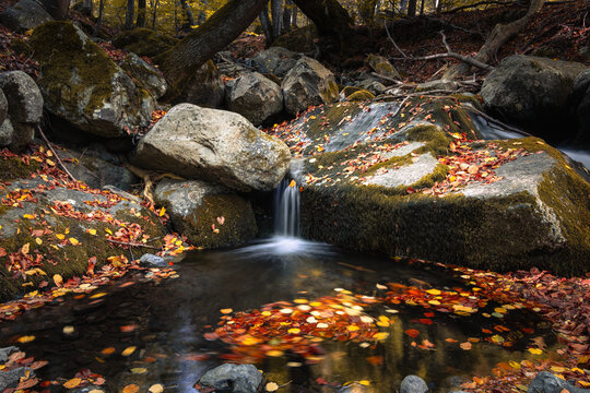 Small waterfall in a peaceful forest stream with autumn leaves and mossy rocks