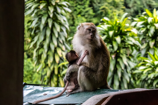 Long-tailed macaque Macaca fascicularis mother nursing infant baby in Bukit Lawang North Sumatra Indonesia
