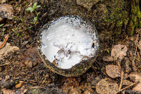 Coagulating white latex resin in coconut shell cup from Para rubber tree Hevea brasiliensis in Bukit Lawang North Sumatra Indonesia