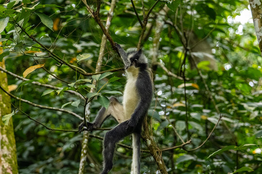 Thomas langur Presbytis thomasi climbing vine branches in Mount Leuser National Park Bukit Lawang North Sumatra Indonesia