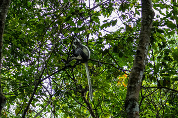 Thomas leaf monkey Presbytis thomasi perched high in canopy with long tail dangling at Mount Leuser National Park Bukit Lawang Sumatra Indonesia © Luiz Vieira