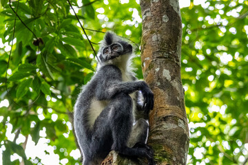 Thomas leaf monkey Presbytis thomasi sitting on tree trunk in natural light at Mount Leuser National Park Bukit Lawang North Sumatra Indonesia © Luiz Vieira