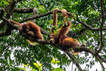 Sumatran orangutans Pongo abelii resting on thick branch in natural daylight at Mount Leuser National Park Bukit Lawang North Sumatra Indonesia © Luiz Vieira