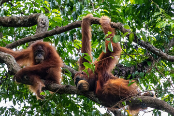 Sumatran orangutans Pongo abelii perched in canopy with eye contact in natural light at Mount Leuser National Park Bukit Lawang Sumatra Indonesia © Luiz Vieira