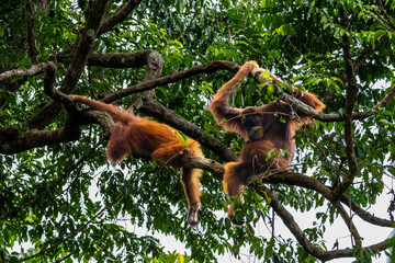 Sumatran orangutans Pongo abelii climbing in rainforest canopy in natural light at Mount Leuser National Park Bukit Lawang North Sumatra Indonesia © Luiz Vieira